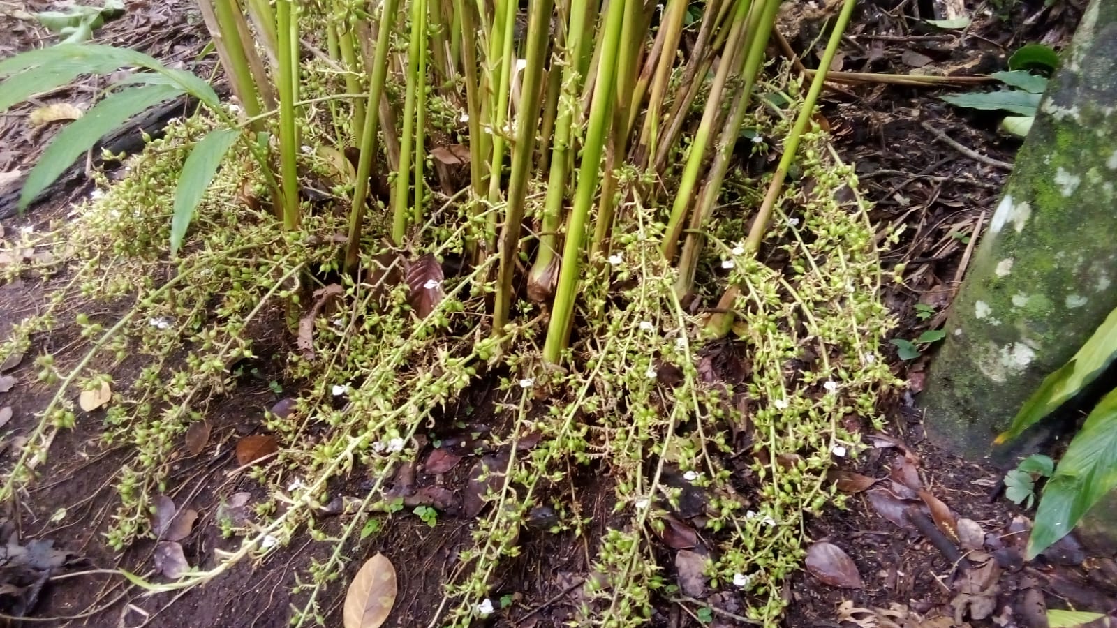Panicles and Pods Formation